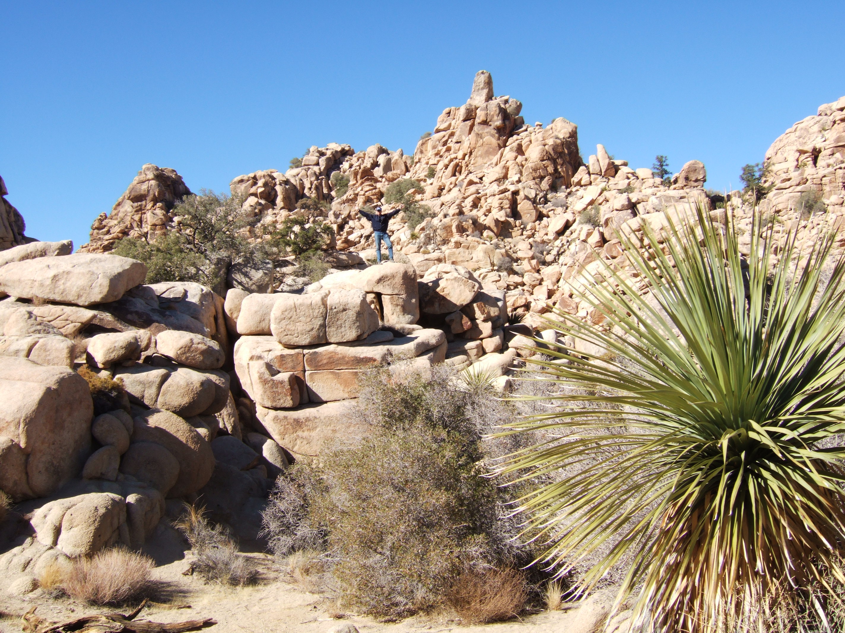 Joshua Tree NP